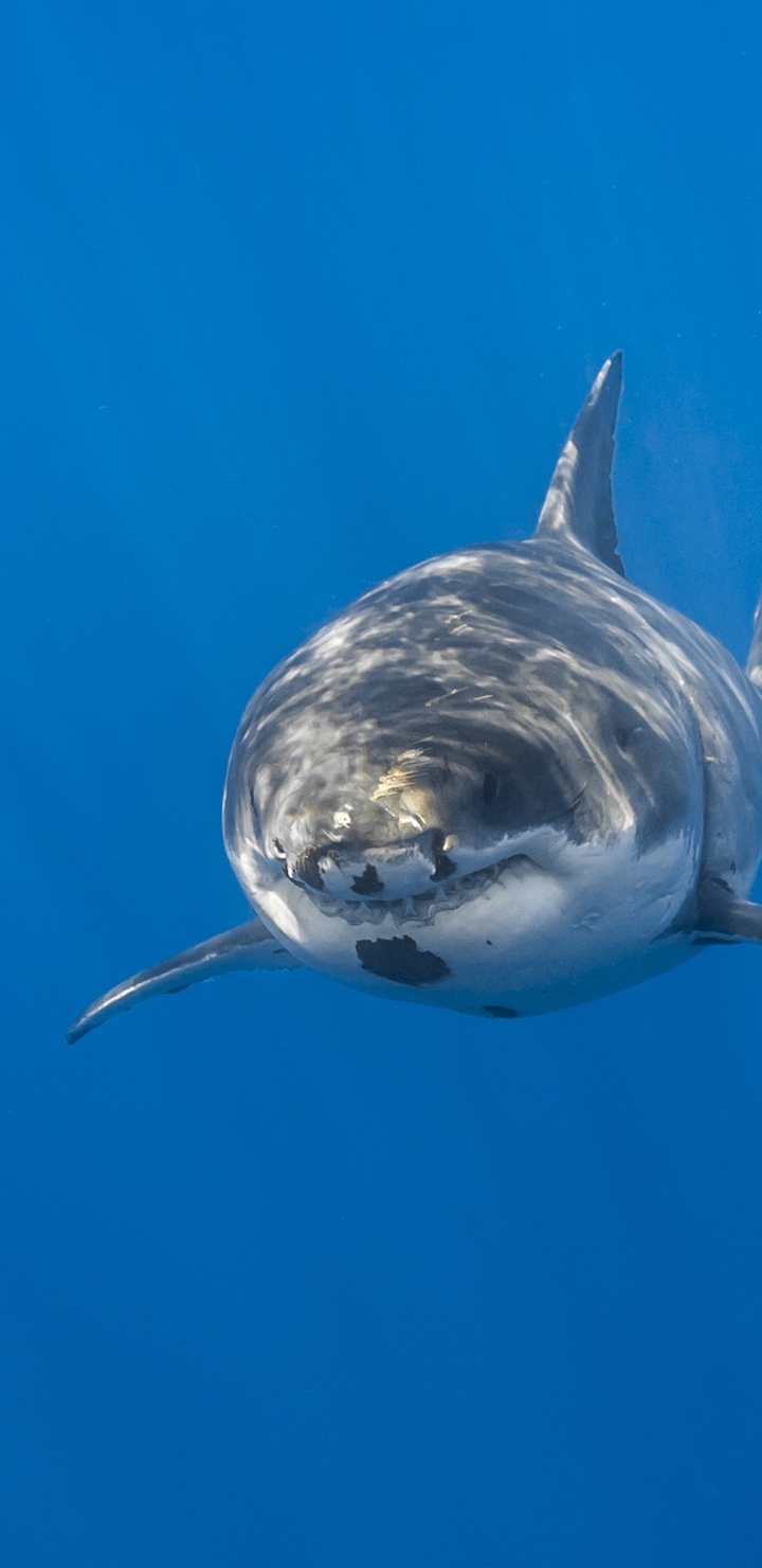 Image: Shark, glare, ocean, swims, fish, predator