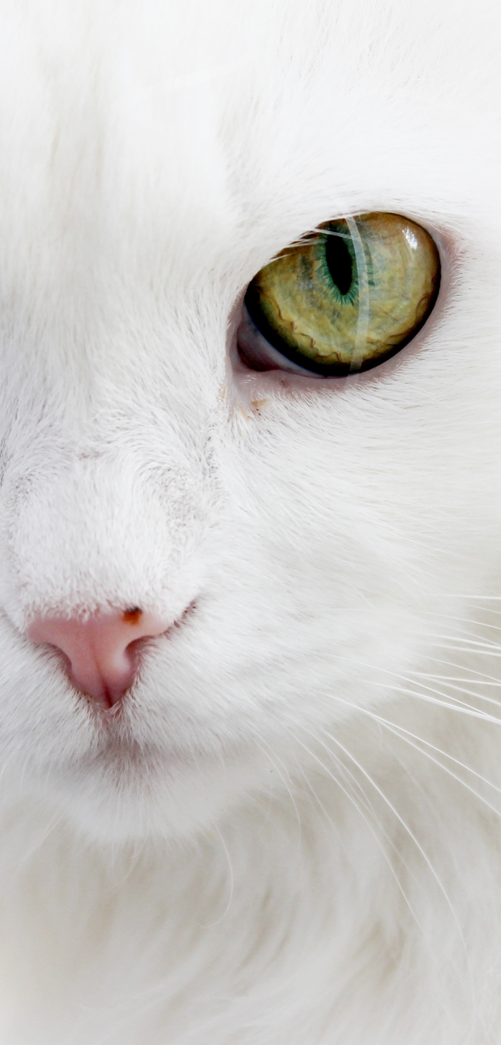 Image: Cat, muzzle, eyes, fluffy, white, close-up