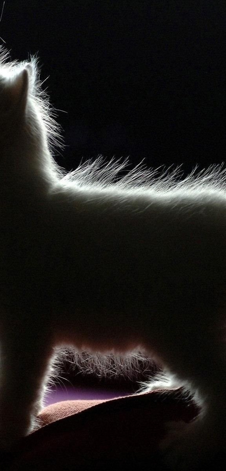 Картинка: Котёнок, профиль, силуэт, стоит, пушистый, светится, чёрный фон
