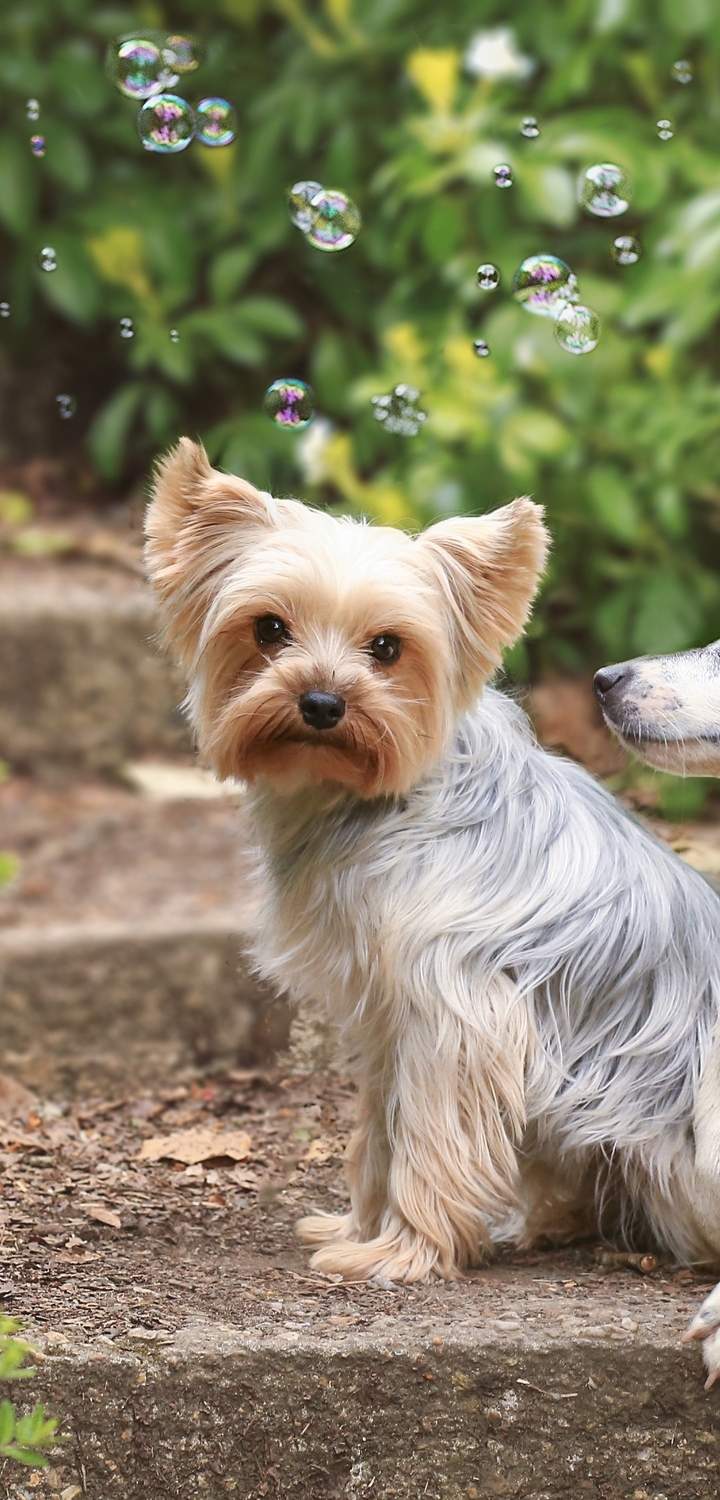 Image: Dog, Dogs, pair, two, steps, sitting, Bubbles, greens, Yorkshire Terrier