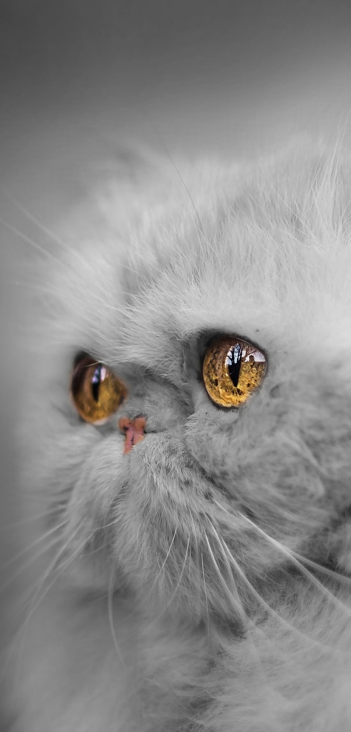 Image: Cat, white, eyes, look, muzzle