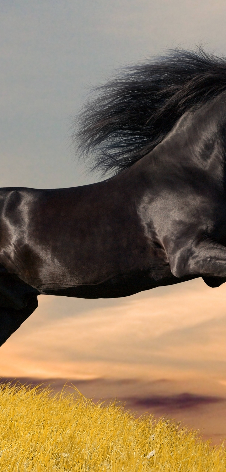 Картинка: Конь, чёрный, скакун, грива, блеск, поле, трава, жеребец