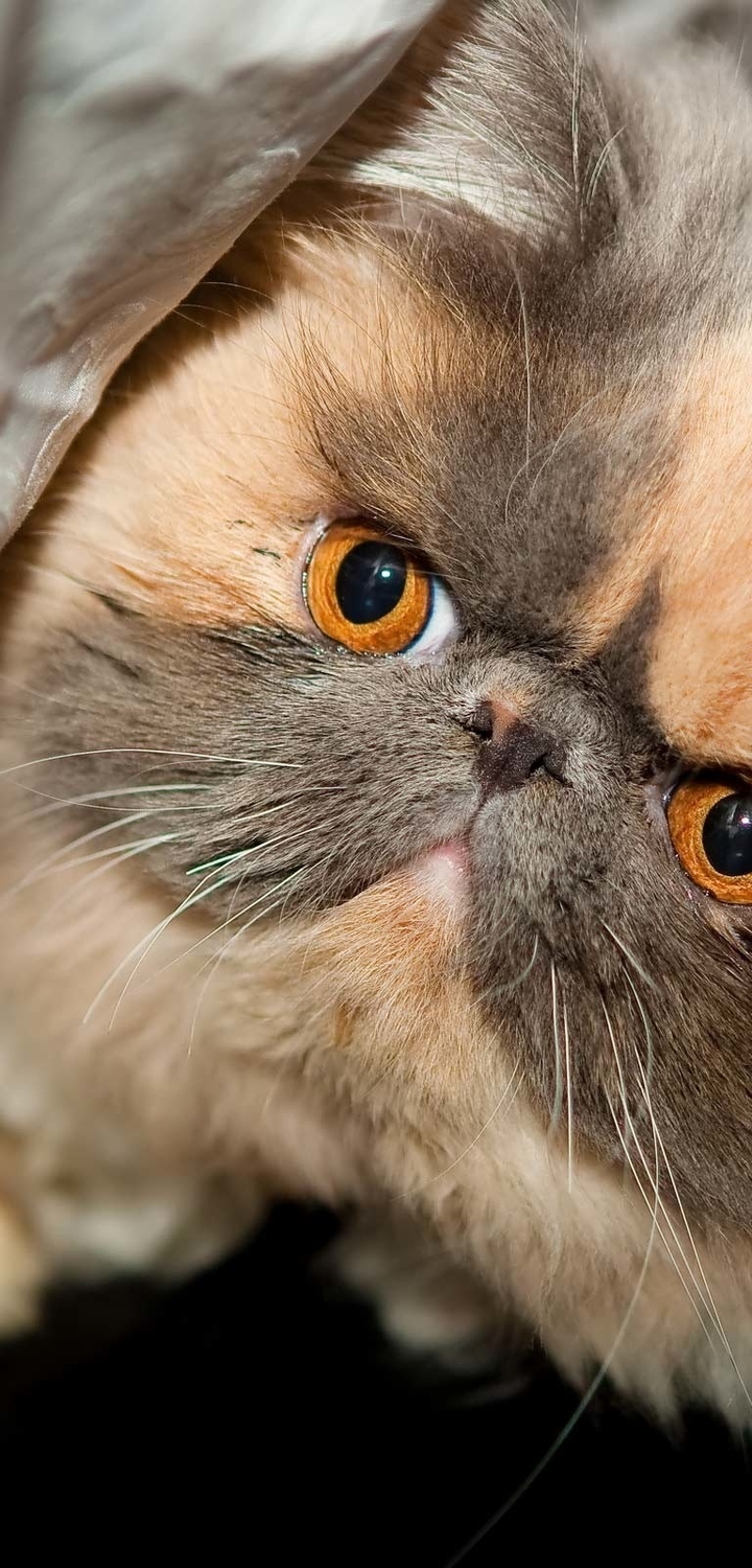 Картинка: Кот, кошка, котик, глаза, персидский, породистый, морда, пушистый, лежит