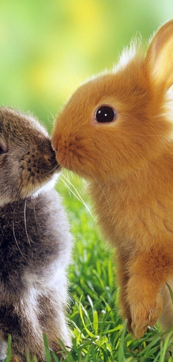 Картинка: Кролики, пушистые, глаза, трава, любовь