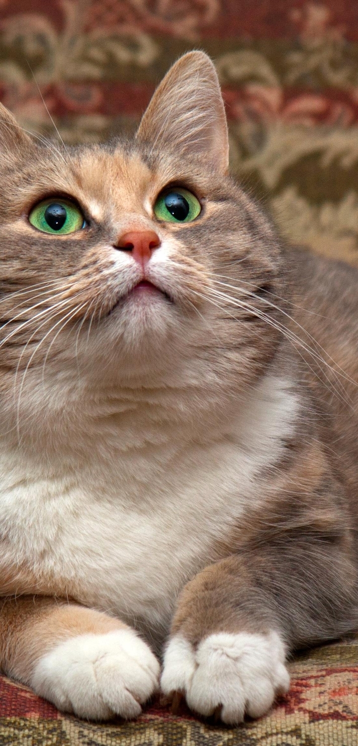 Image: Muzzle, cat, fluffy, beautiful, looks, up