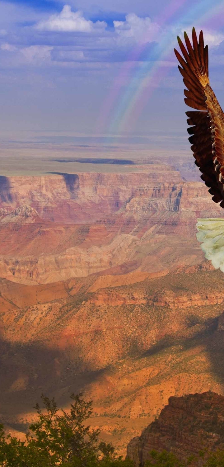 Image: Bird, eagle, flying, wings, predator, altitude, rainbow, sky, canyon