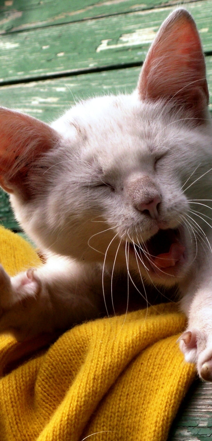 Image: Cat, kitten, white, yawns, stretches
