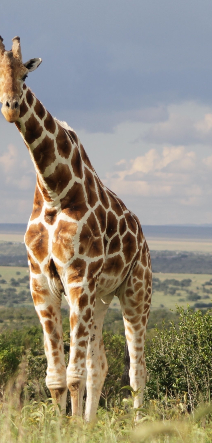 Image: Giraffe, Savannah, horizon, grass, national park, clouds