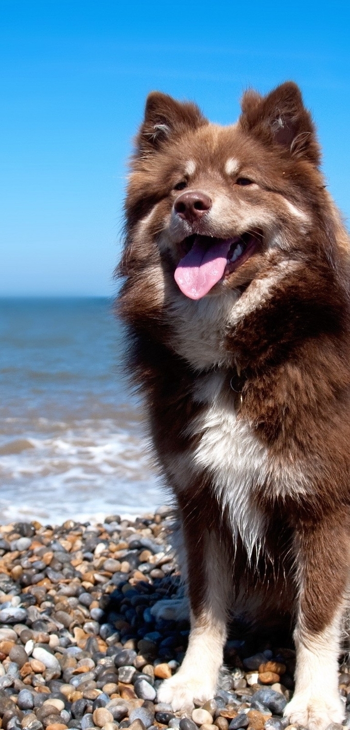 Картинка: Собака, высунутый язык, сидит, берег, камни, море, вода, горизонт, небо, солнечные лучи