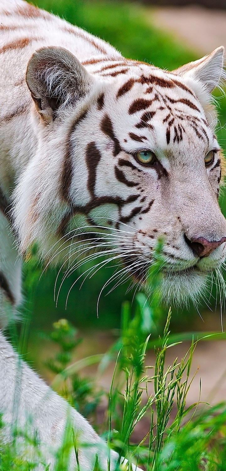 Картинка: Белый, тигр, трава, взгляд, крадётся