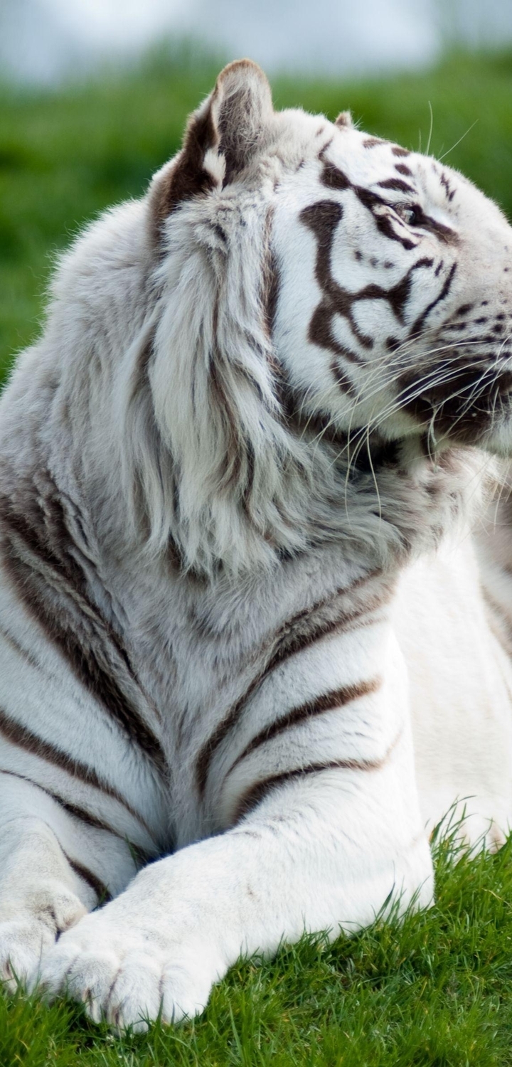 Картинка: Тигр, белый, чёрные полосы, зелёная трава
