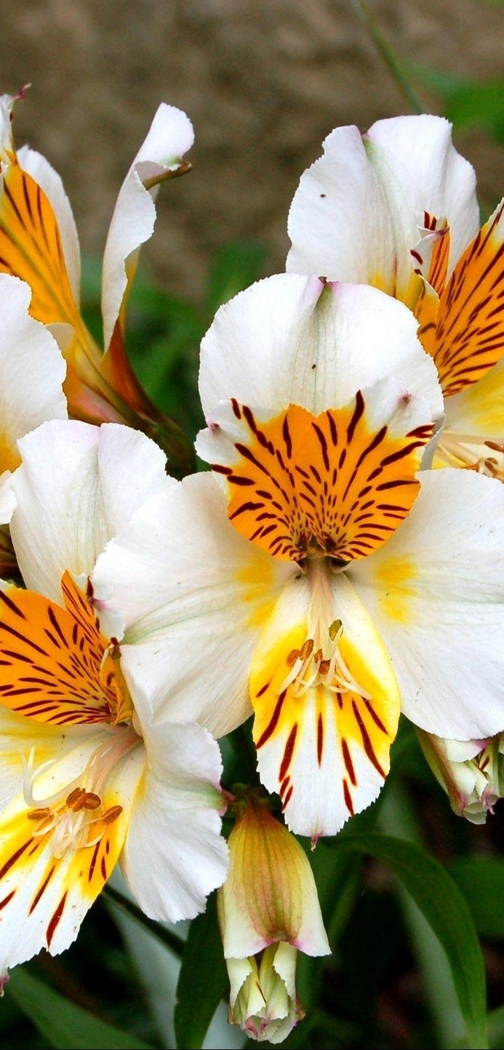 Картинка: Альстрёмерия, цветок, белый, цветёт