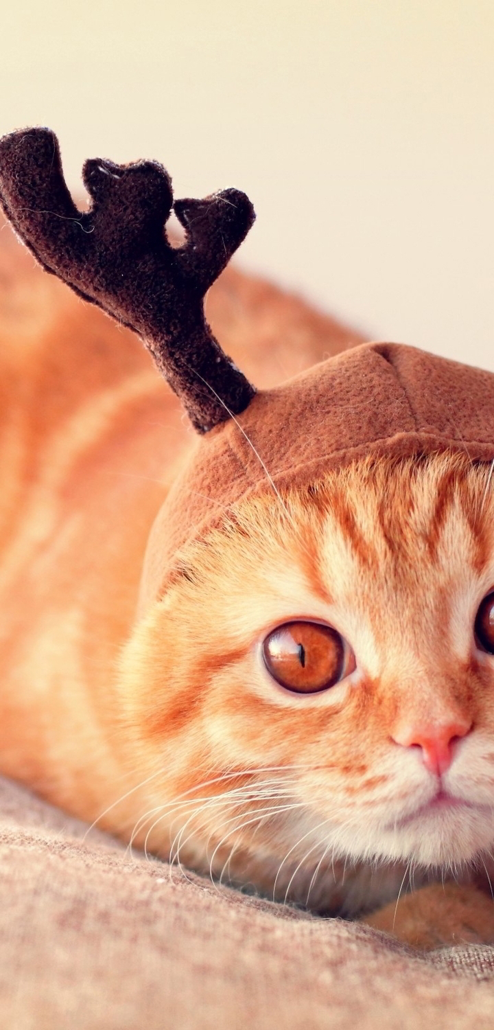 Картинка: Кот, рыжий, глаза, шапка, рога, испуганность