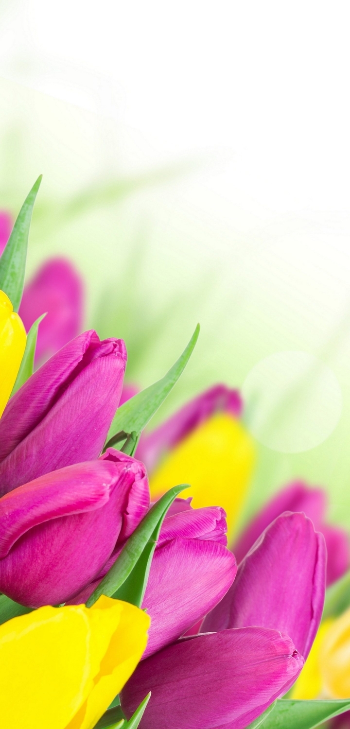 Картинка: Тюльпаны, цветы, листья, жёлтый, розовый, праздник, весна, белый фон