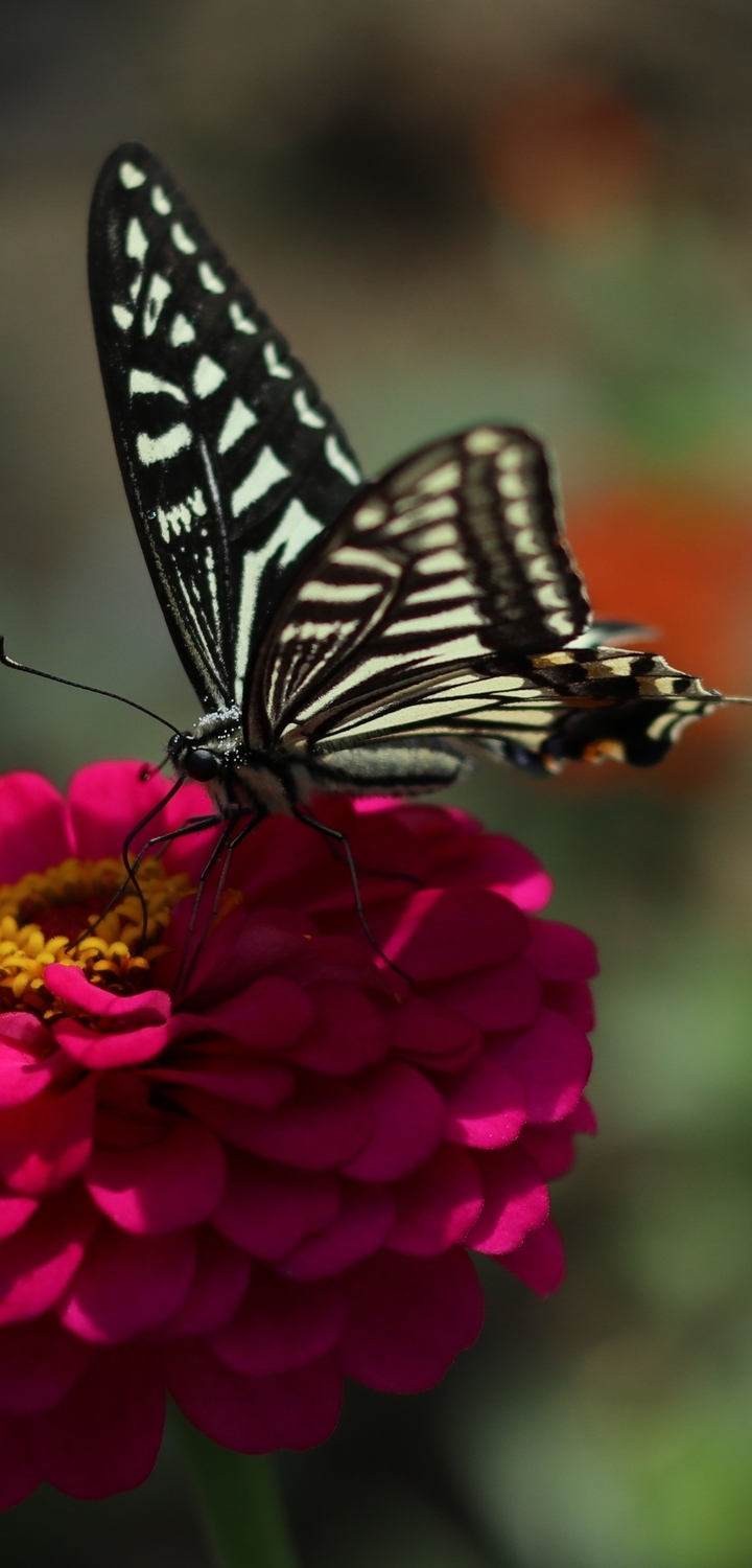 Image: butterfly, black-white butterfly, flowers