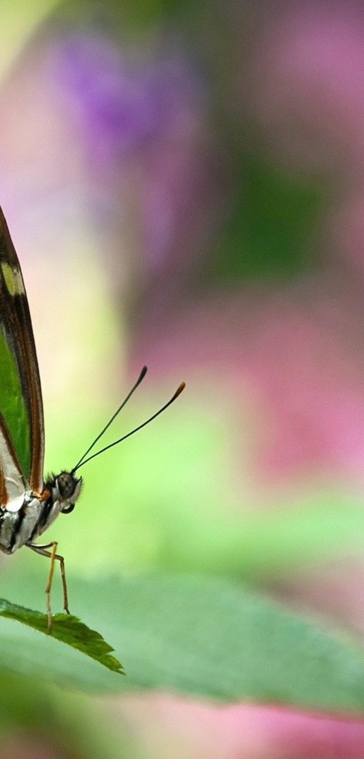 Картинка: Бабочка, крылья, усики, листок, зелёный