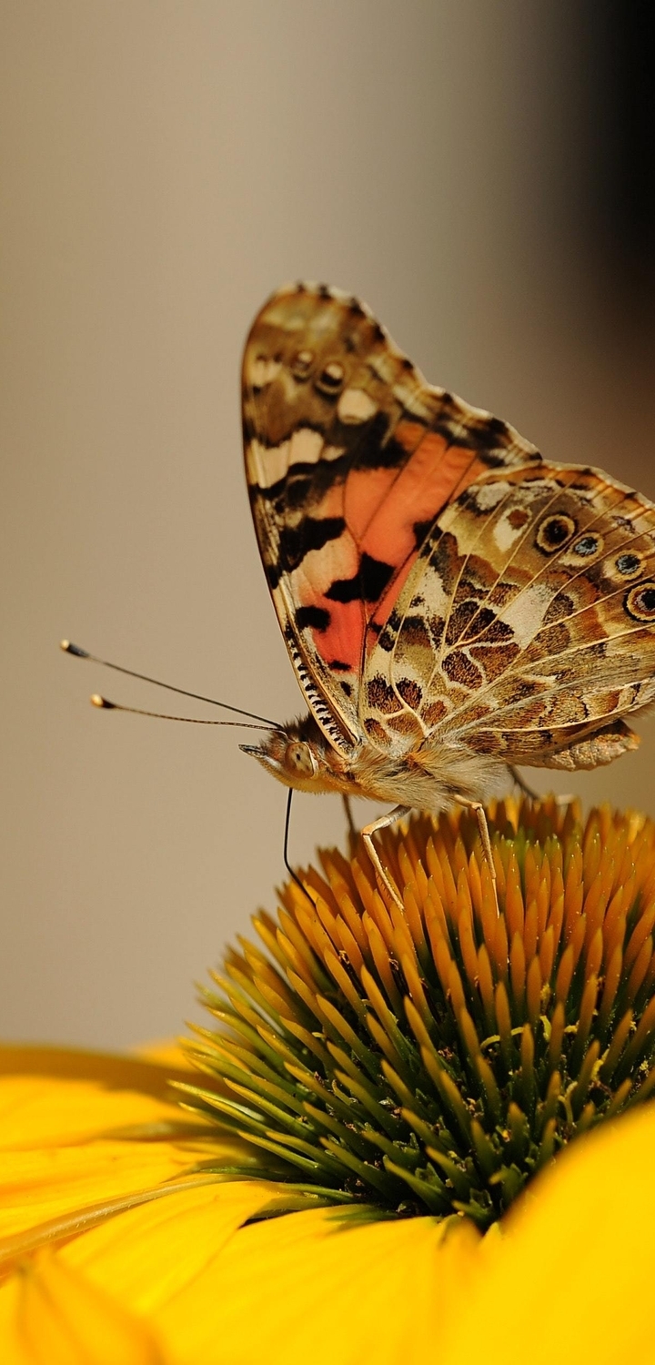Картинка: Цветок, жёлтый, бабочка, крылья