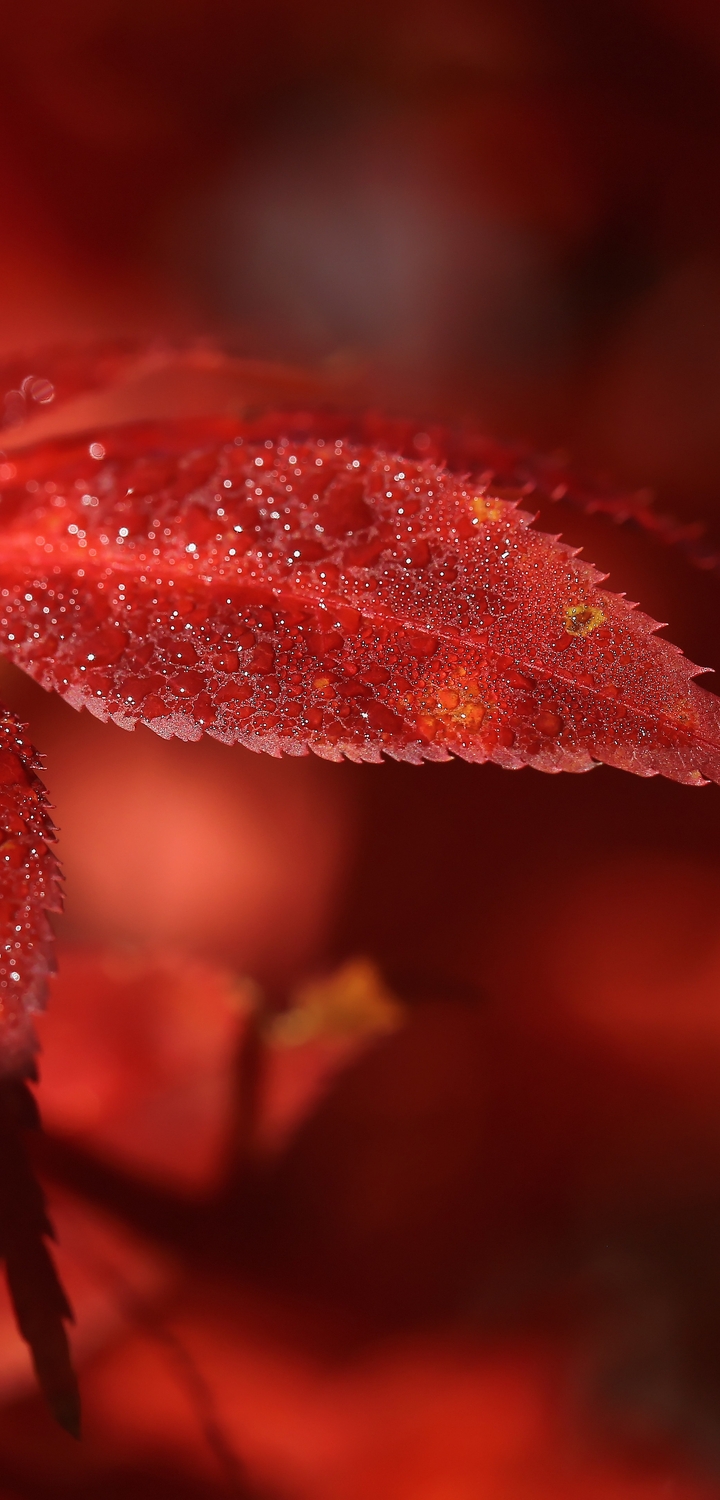 Image: Leaves, red, Burgundy, autumn