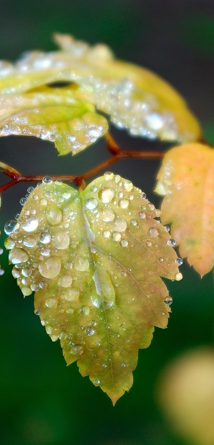 Картинка: Листья, ветка, капли, вода