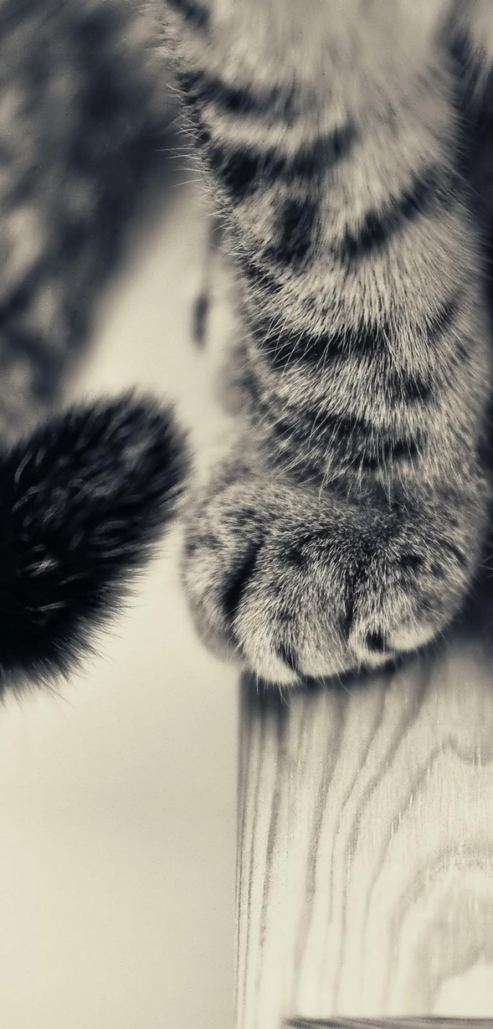 Image: Paws, cat, tail, wool, sitting, Board