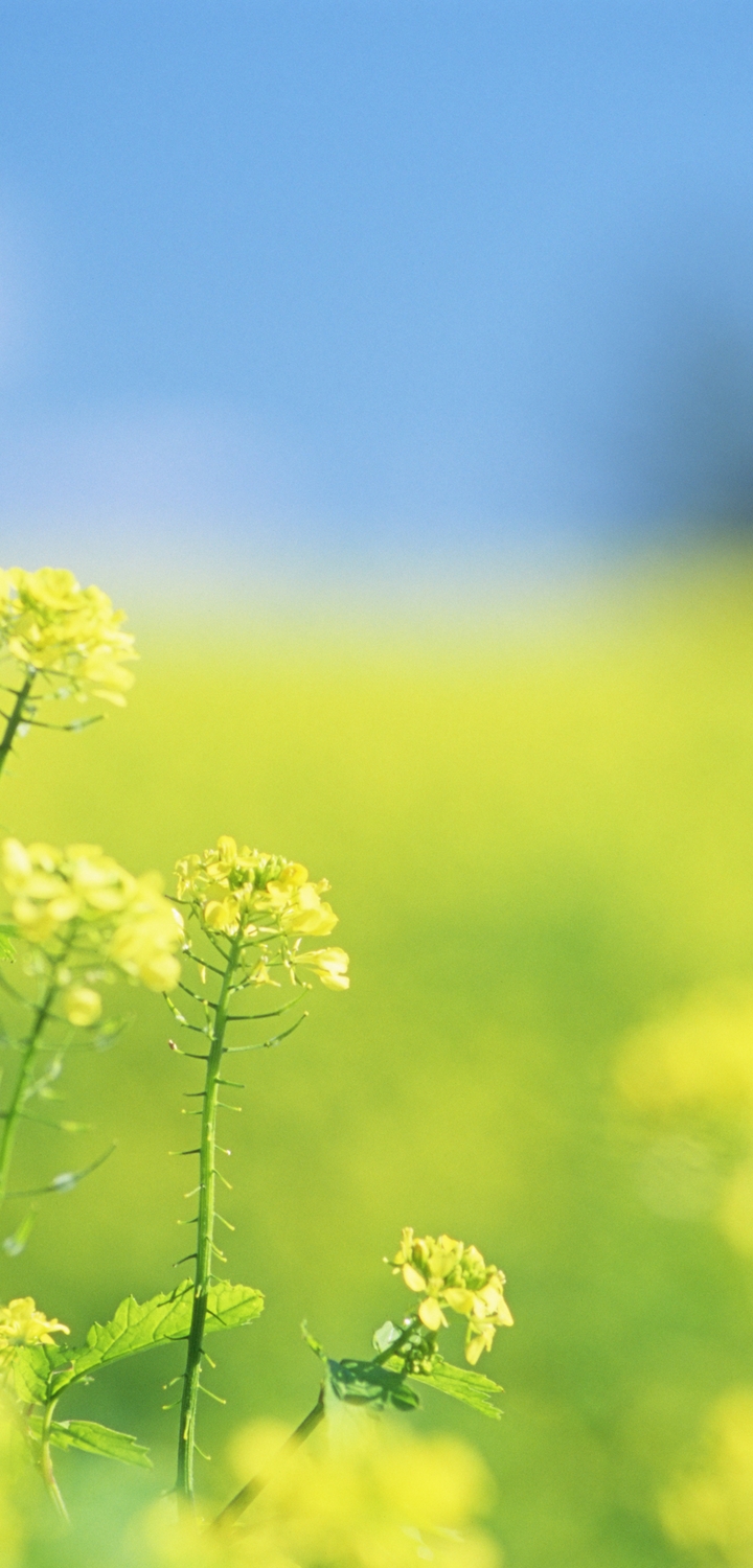 Картинка: Полевые цветы, растение, трава, размытость, поле
