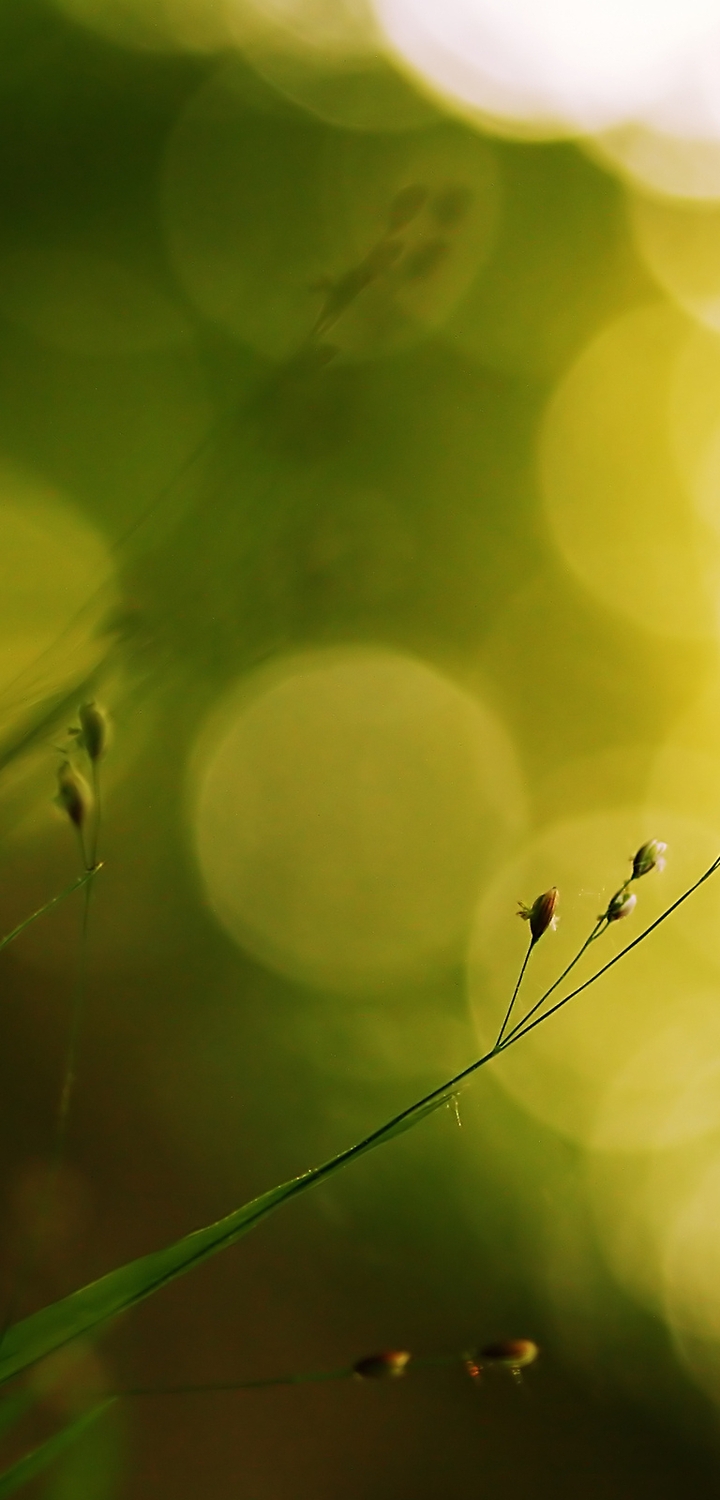 Image: Grass, plant, bokeh, flare, light