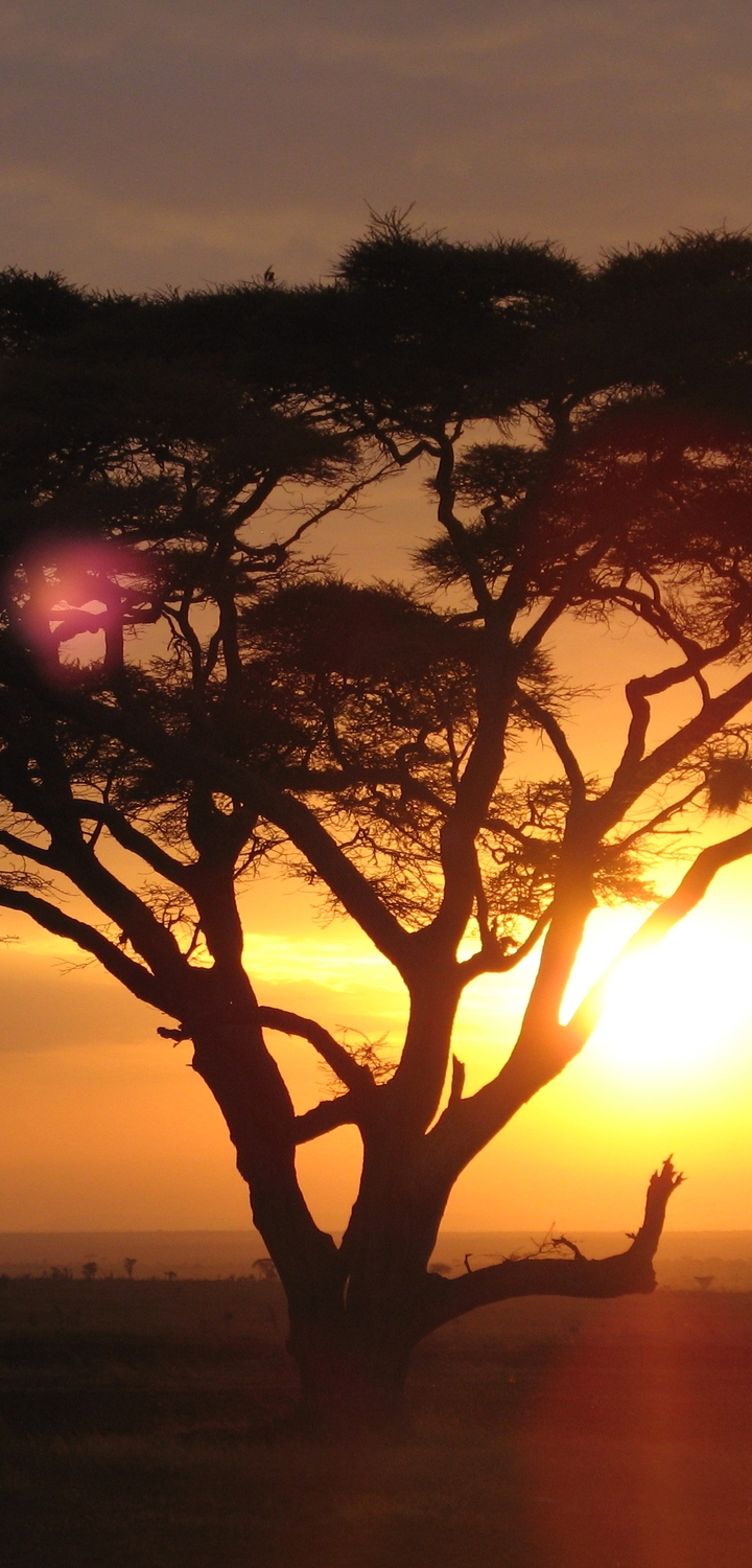Картинка: Дерево, солнце, крона, закат, сафари, Африка, небо, деревья, ветки