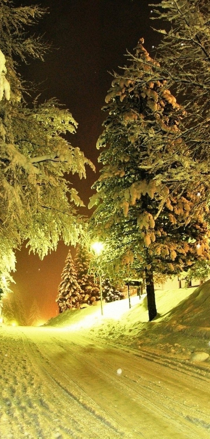 Image: Winter, forest, road, trees, spruce, snow, light, evening, night