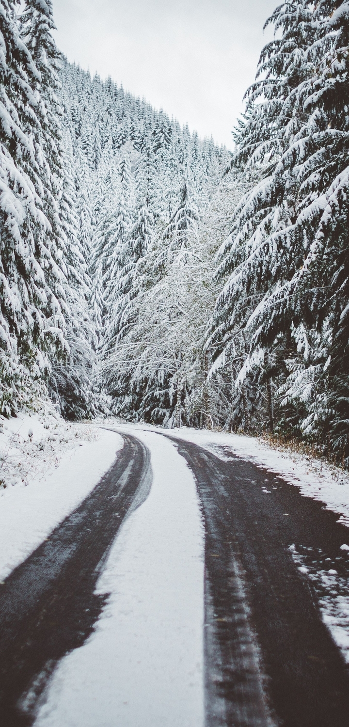 Картинка: Зима, лес, дорога, следы, снег, пейзаж, природа, деревья