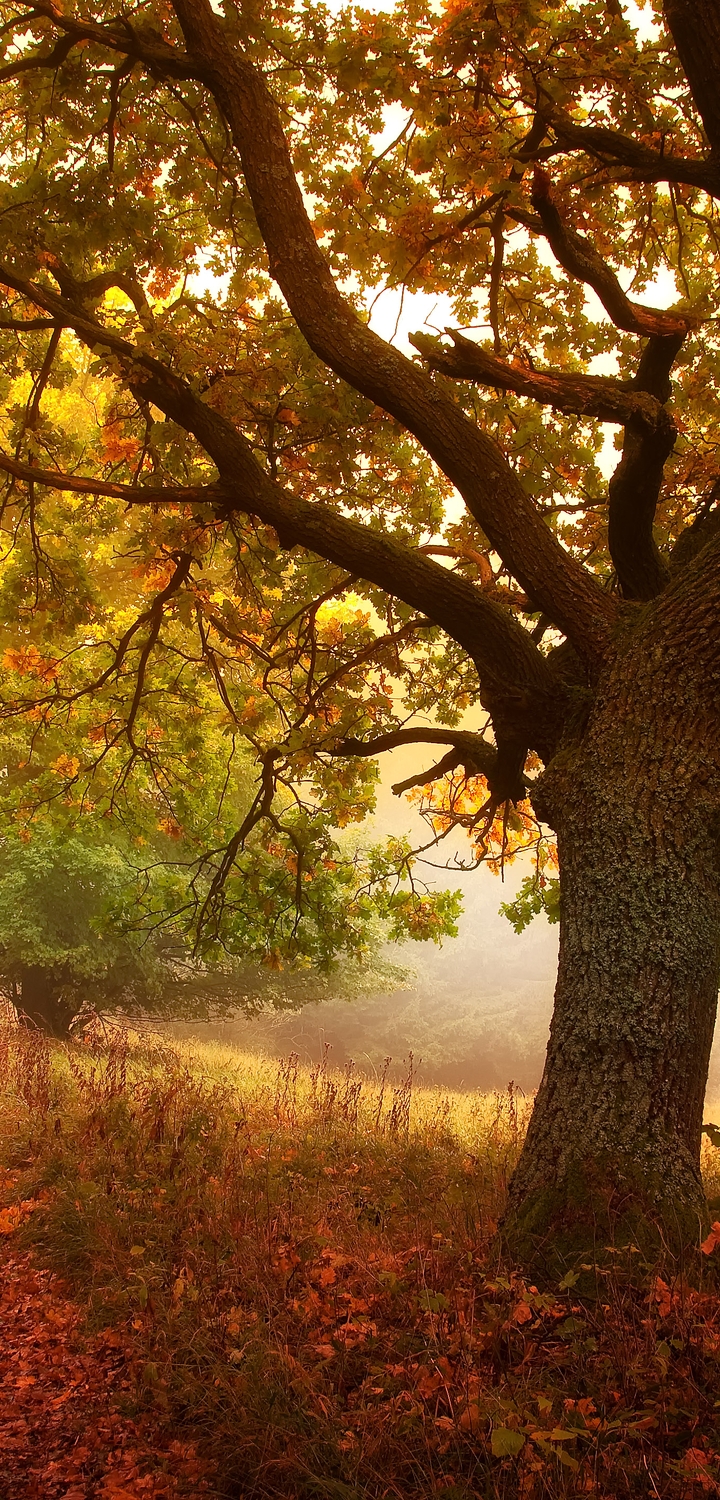 Картинка: Осень, лес, дерево, ветки, листья, трава, тропинка, день, свет