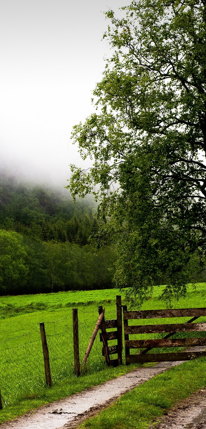 Image: Landscape, road, fence, gate, field, trees, mountains, fog, greens