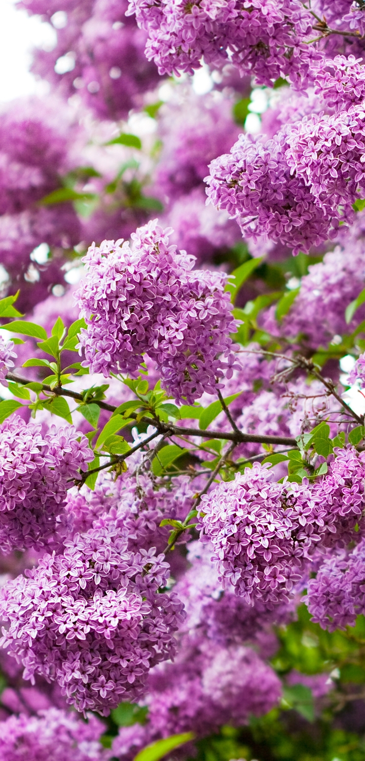 Image: Flowers, lilac, branches, leaves, spring, beauty