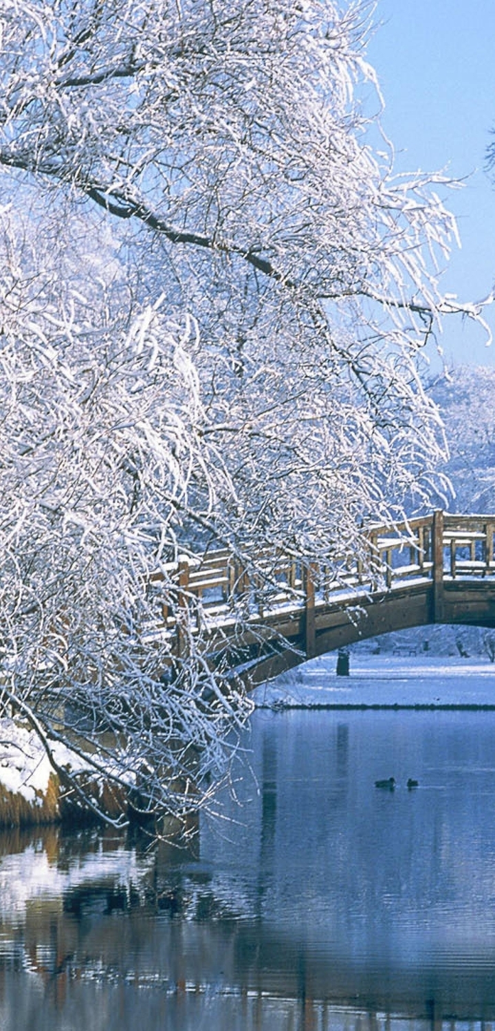 Картинка: Зима, мороз, деревья, иней, снег, река, отражение, деревянный мост, уточки