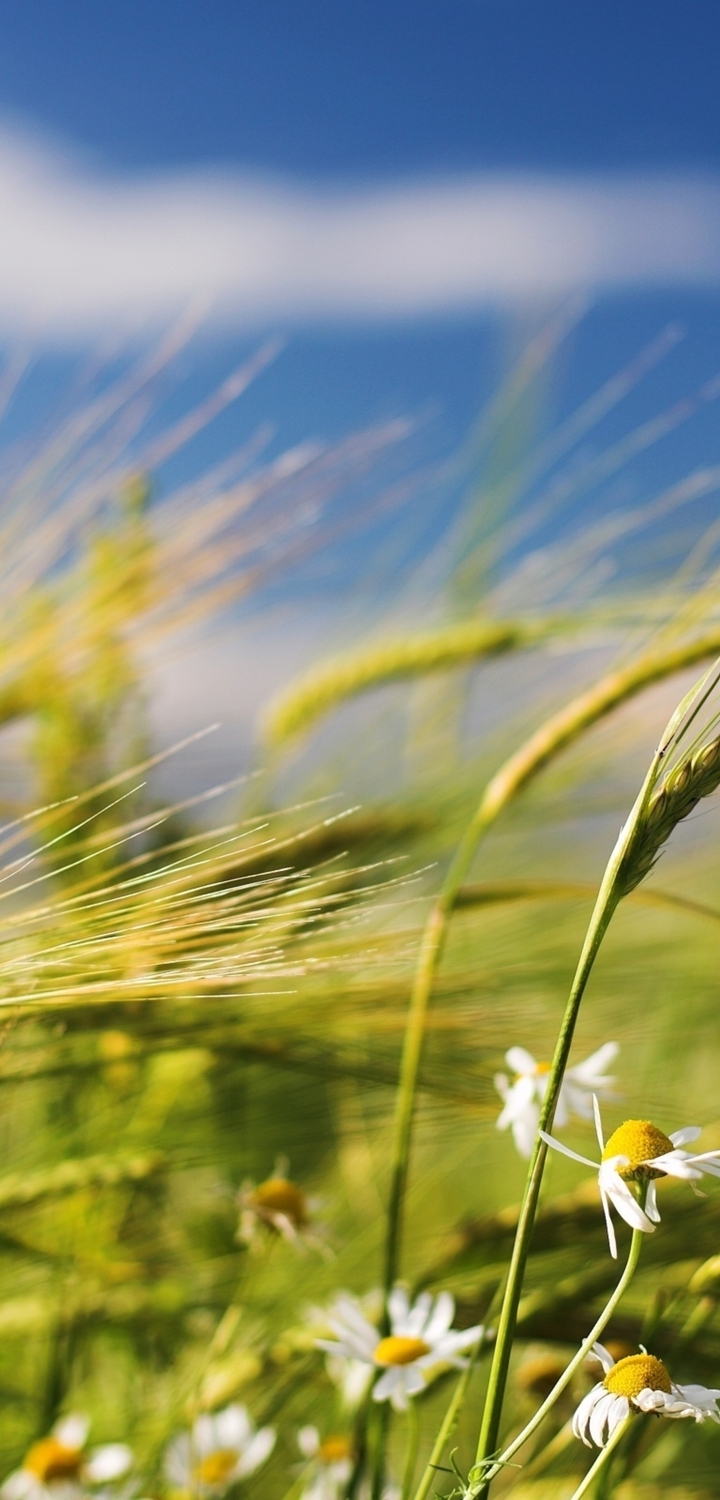 Картинка: Злаки, пшеница, колос, ромашка, поле, ветер, макро, размытость