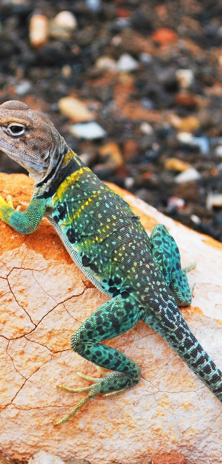 Image: Lizard, color, beautiful, stone