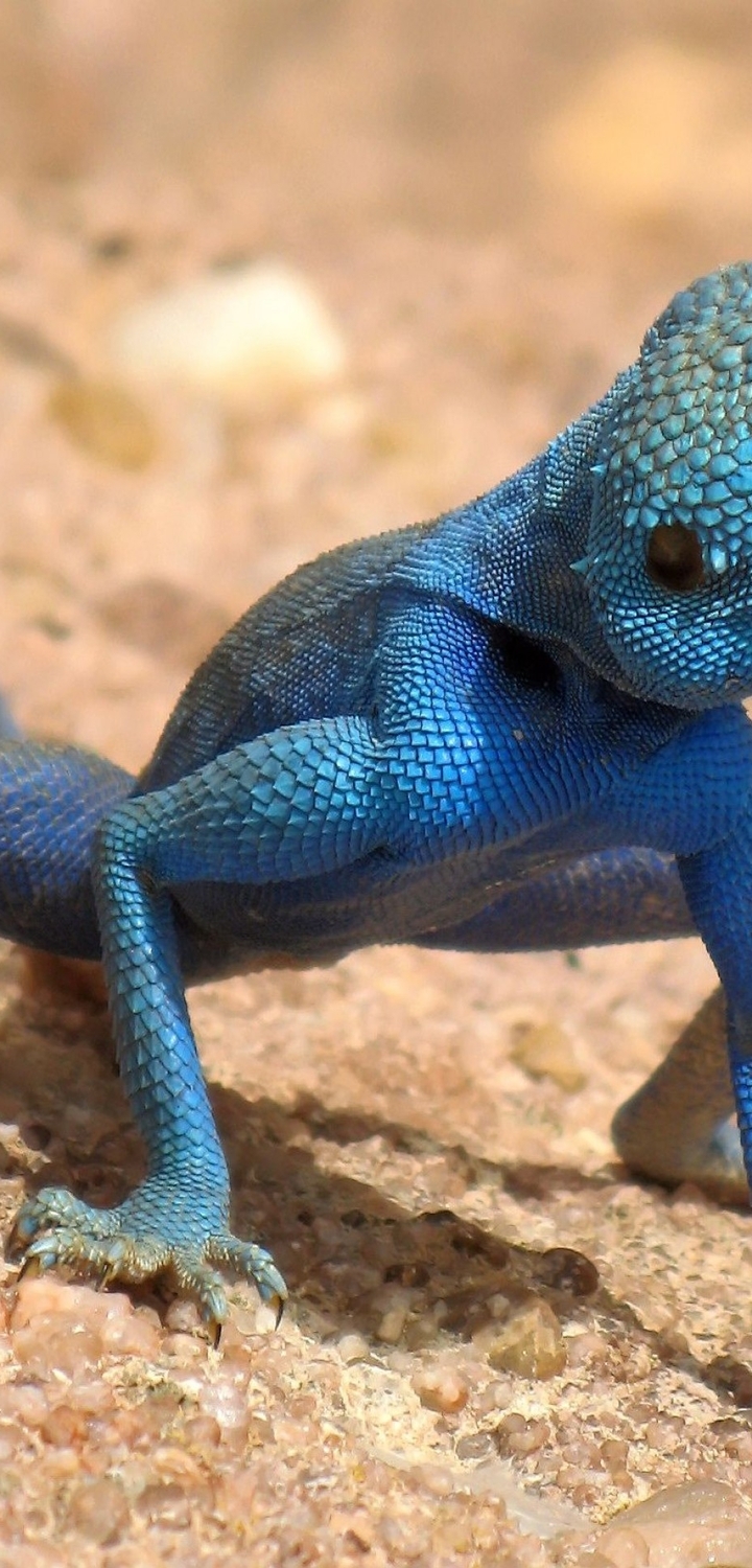 Картинка: Агама, ящерица, чешуя, тело, синяя, песок, пустыня