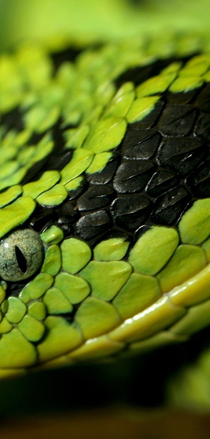 Image: Snake, head, eyes, nostrils, green, scales