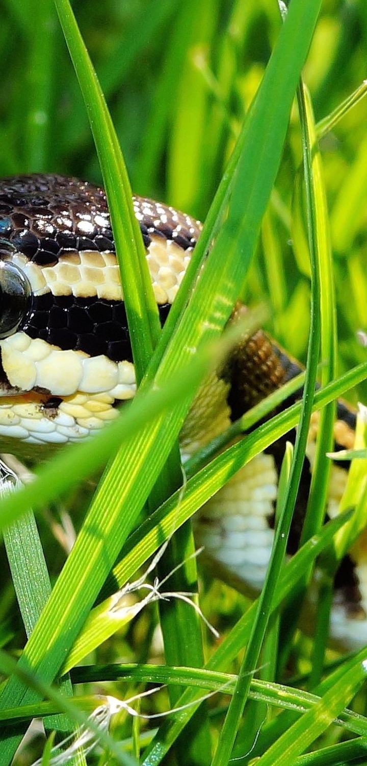 Картинка: Змея, рептилия, трава, зеленый