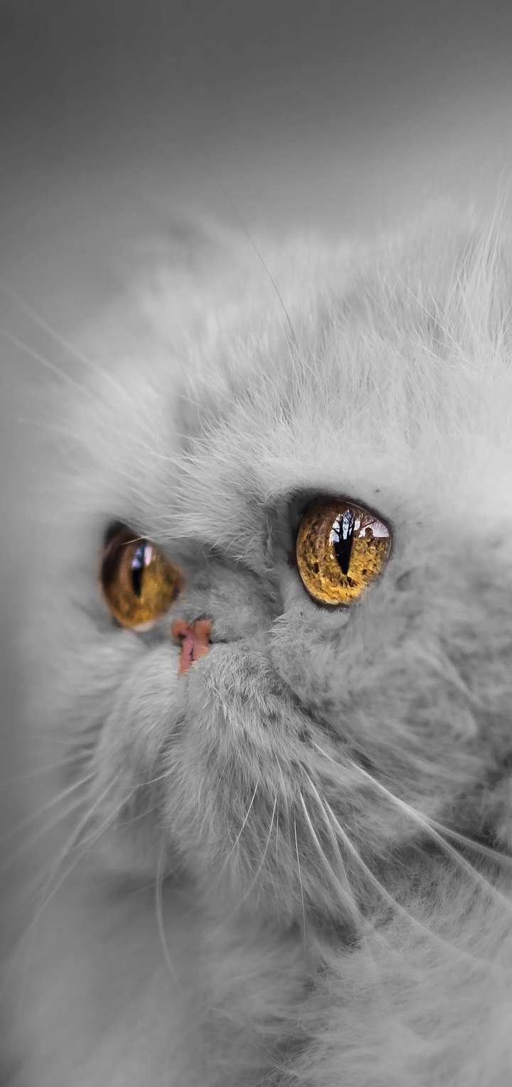 Картинка: Кошка, белая, глаза, взгляд, мордочка