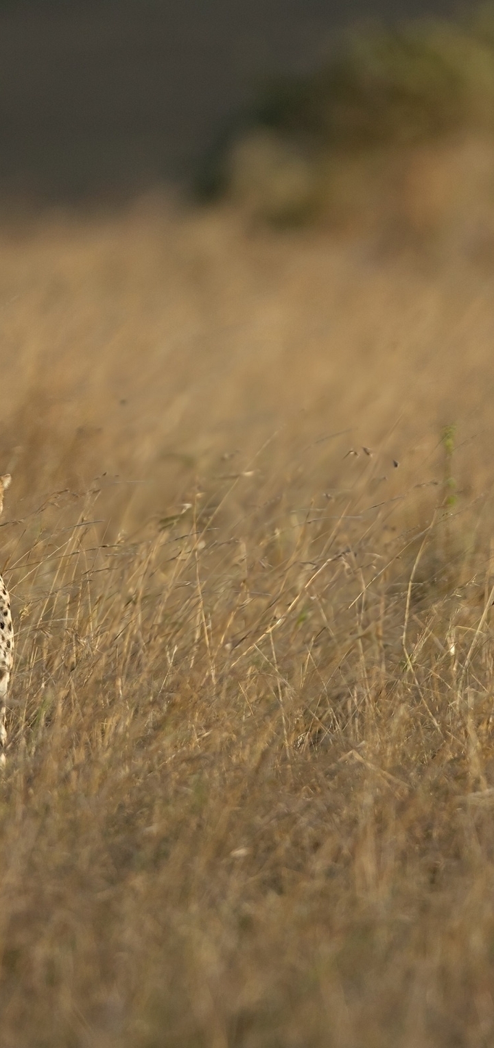 Картинка: Гепард, хищник, кошка, выглядывает, трава, смотрит