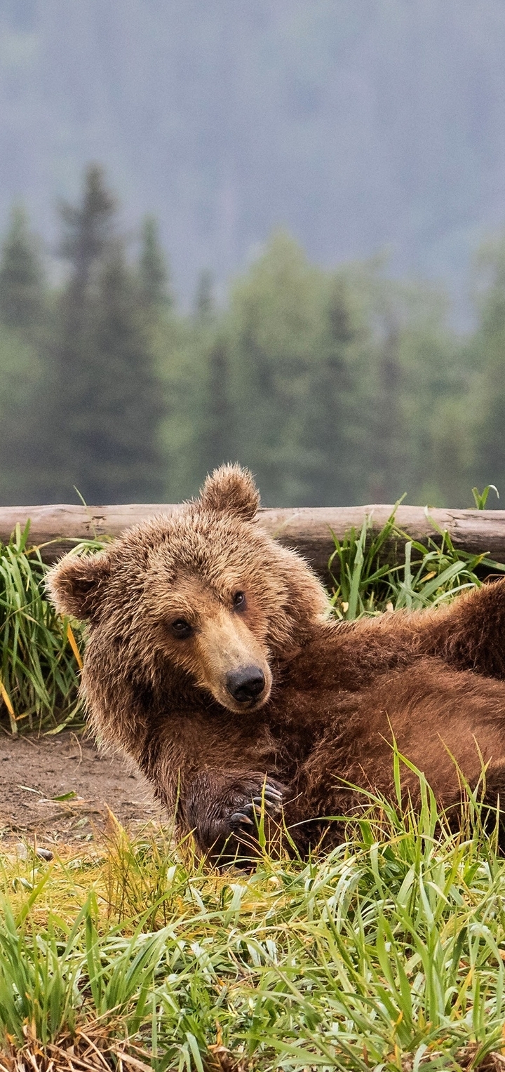 Картинка: Медведь, бурый, лапы, лежит, на спине, бревно, лес, деревья, трава