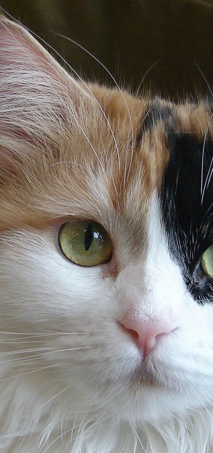 Картинка: Кошка, морда, шерсть, окрас, усы, уши, взгляд, глаза