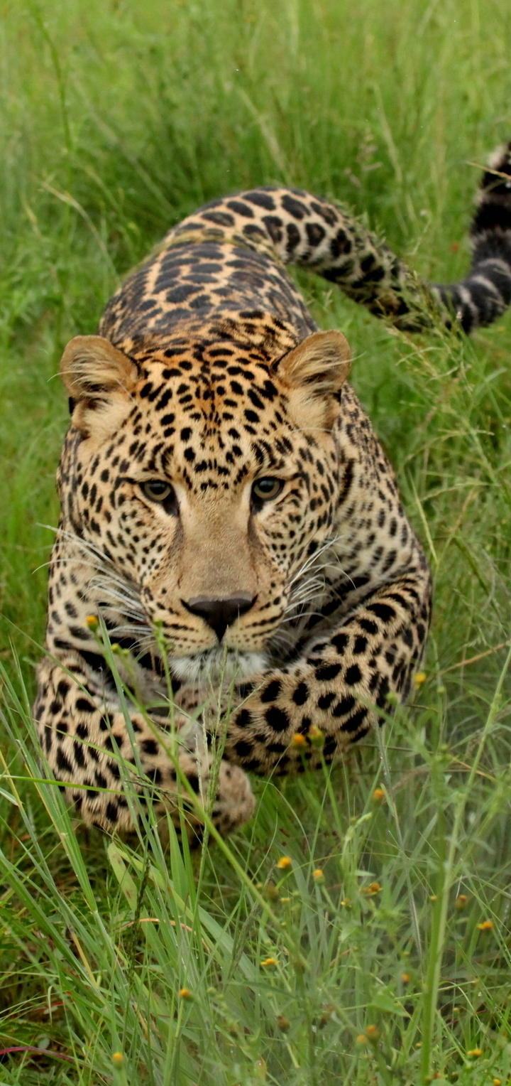 Картинка: Леопард, бежит, нападение, трава, пятнистый, кошка, хищник