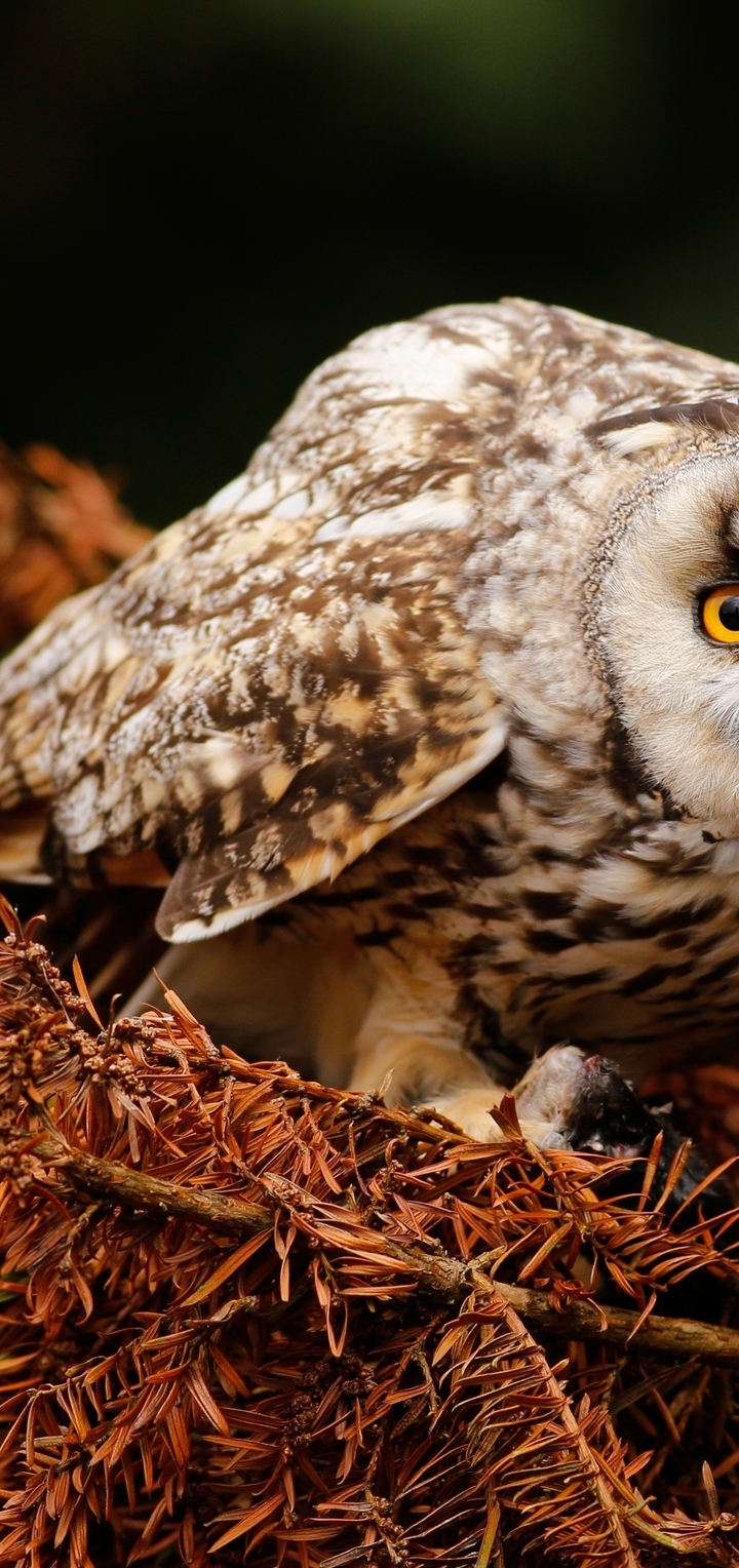 Image: Owl, big, eyes, yellow, branches, plant