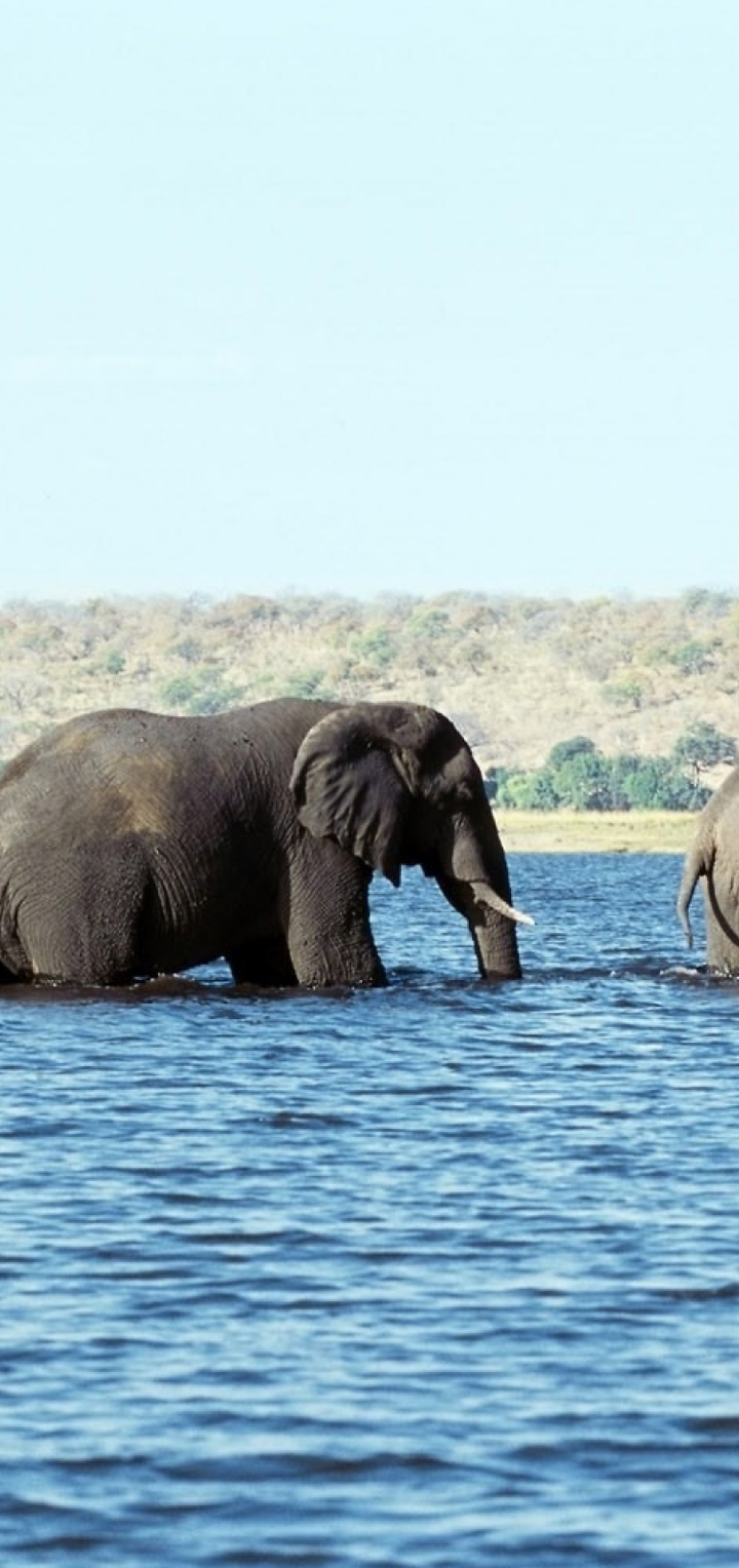 Image: Elephants, river, family