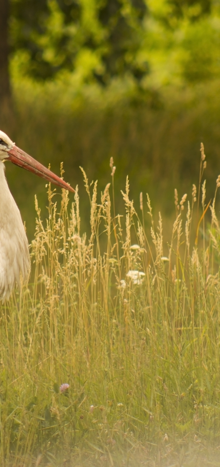 Image: Bird, stork, grass, tree