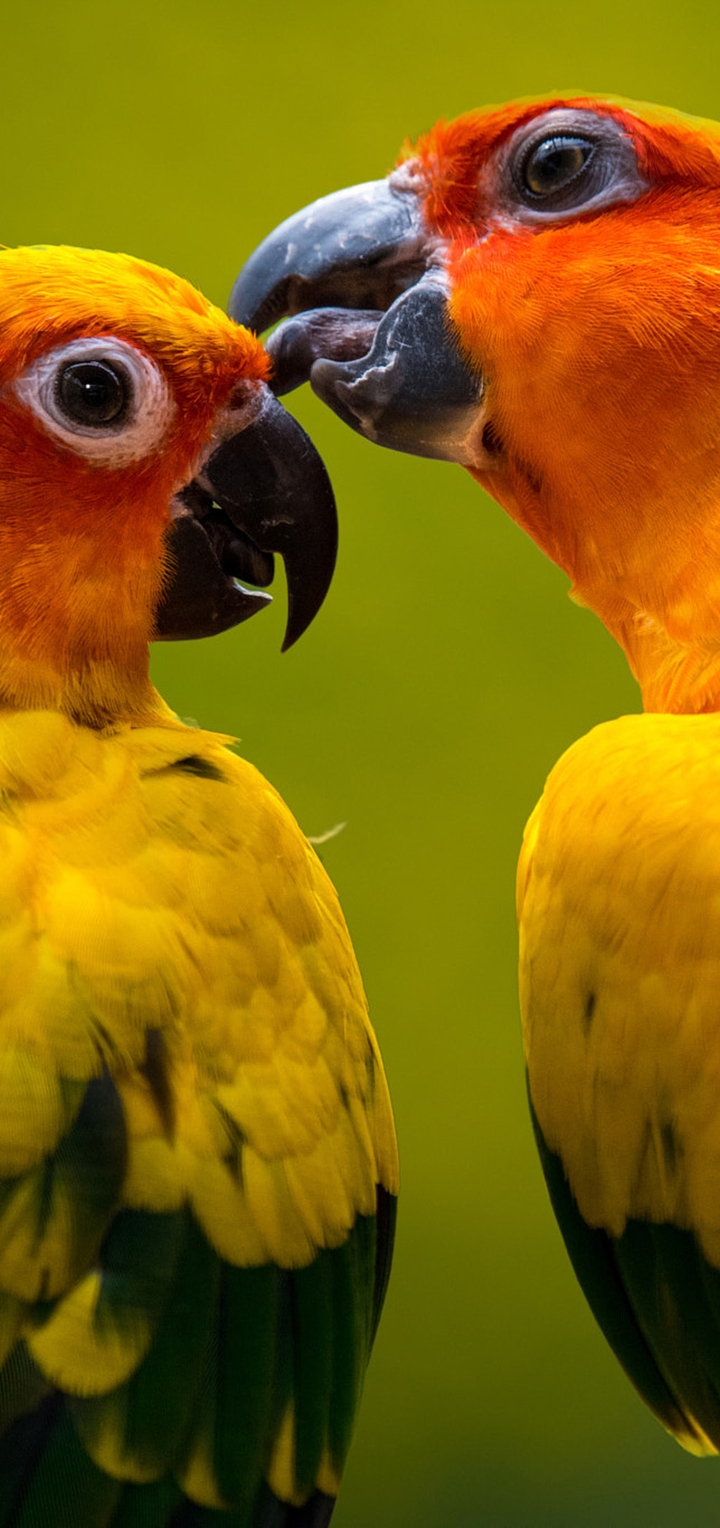 Image: Yellow, parrot, two, care