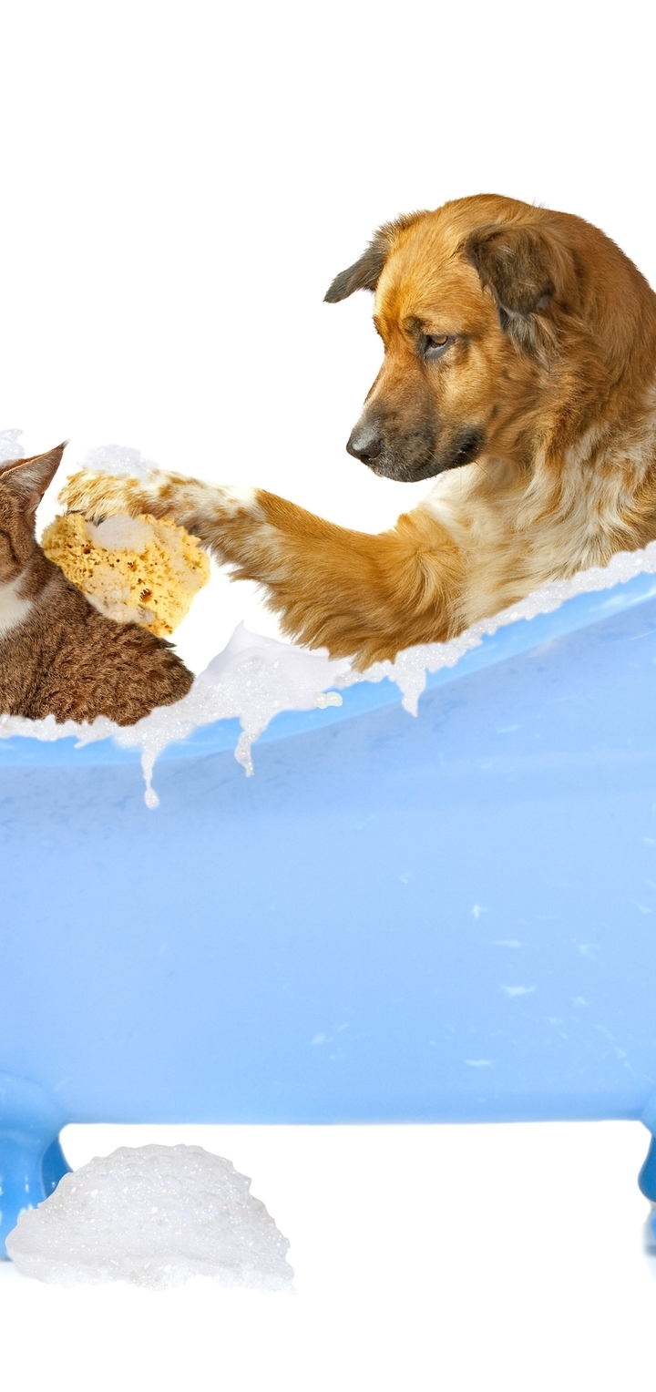 Картинка: Животные, собака, кошка, ванна, моет, белый фон