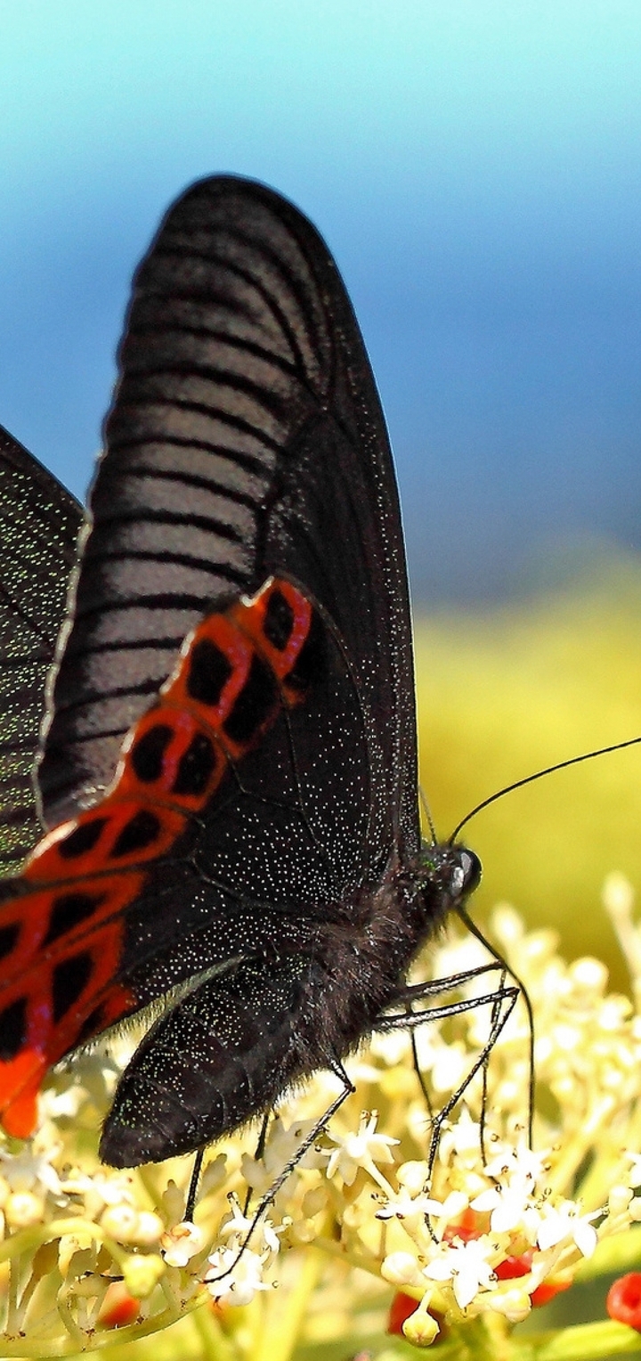 Image: Butterfly, swallowtail Papilio, wings, flower, nectar