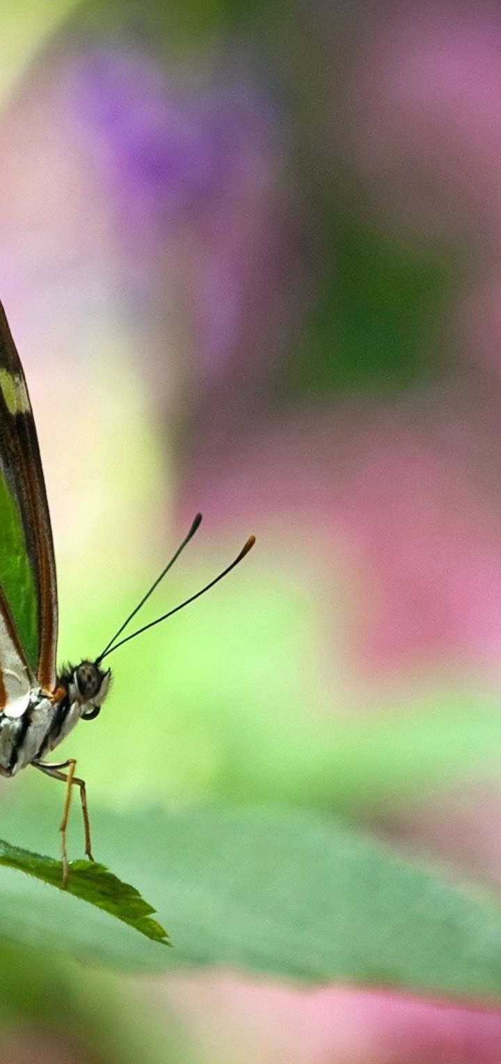 Картинка: Бабочка, крылья, усики, листок, зелёный